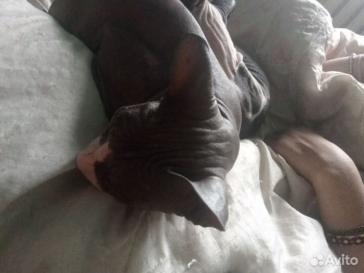 Донской сфинкс