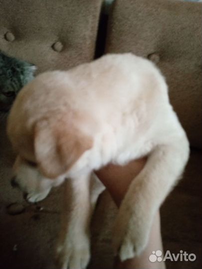 Собаки щенки