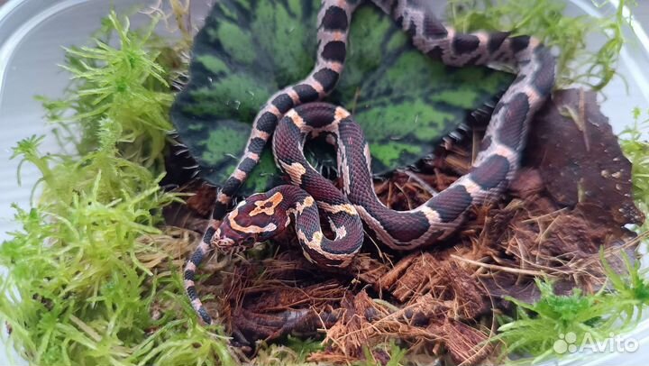 Маисовый полоз okeetee phase het Amel