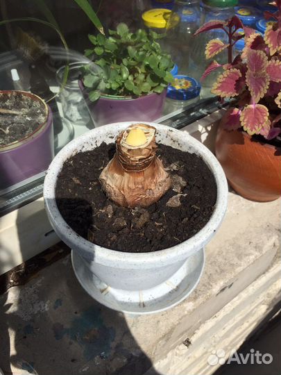 Домашние цветы