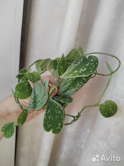 Комнатные цветы