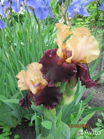 Ирис Сортовой