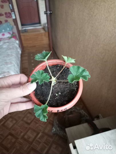 Пеларгония герань тюльпановидная Red pandora