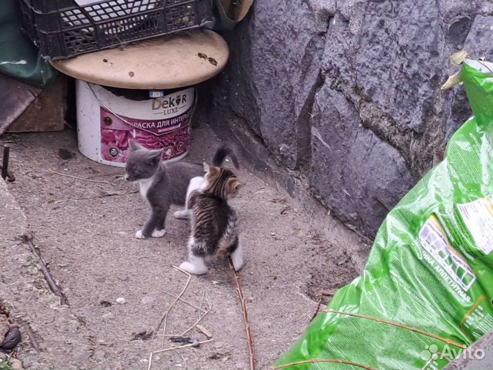 Котята в добрые руки бесплатно