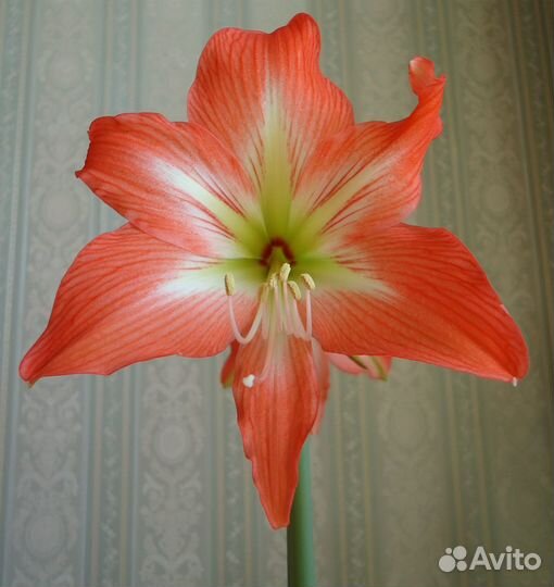 Гиппеаструм Красно-розовый,Оранжево-розовы,Зелёный