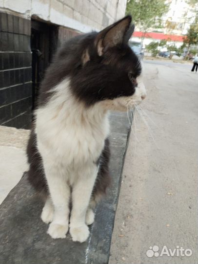 Кот добряк в добрые руки