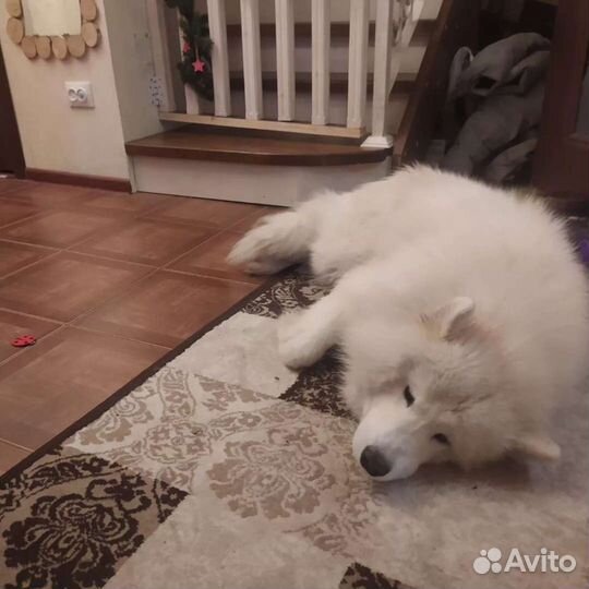 Самоед для вязки