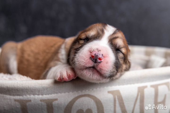 Щенки алабая среднеазиатской овчарки