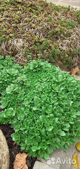 Камнеломка