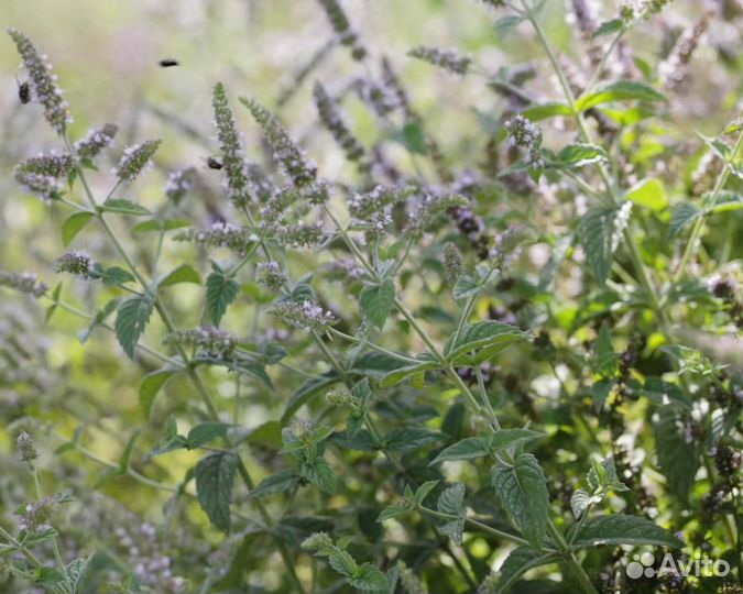 Семена Мяты 