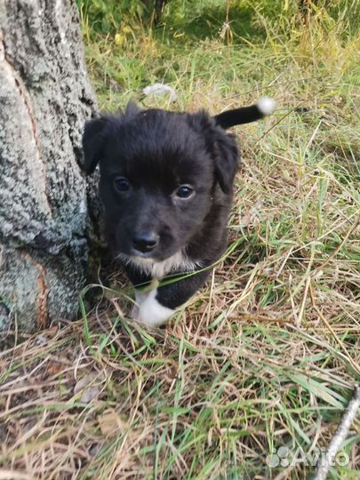 Маленькая собака в добрые руки бесплатно