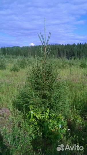 Новогодние елочки подрезанные