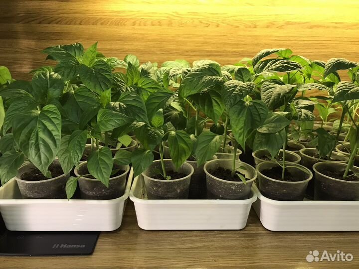 Рассада сладкого перца