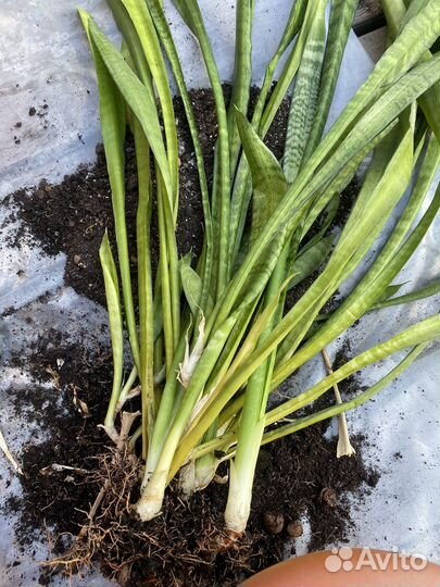 Сансевиерия