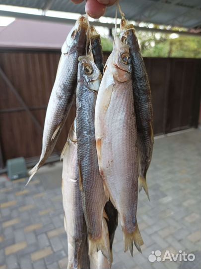 Рыба шамайка вяленая