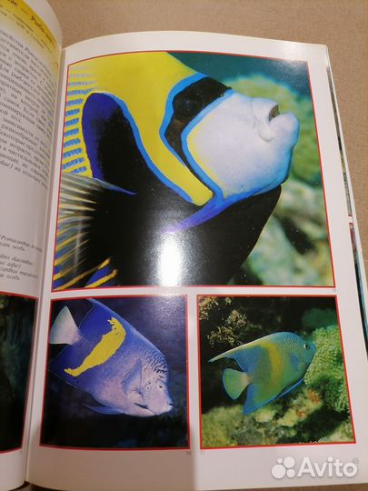 Книга об обитателях Красного моря
