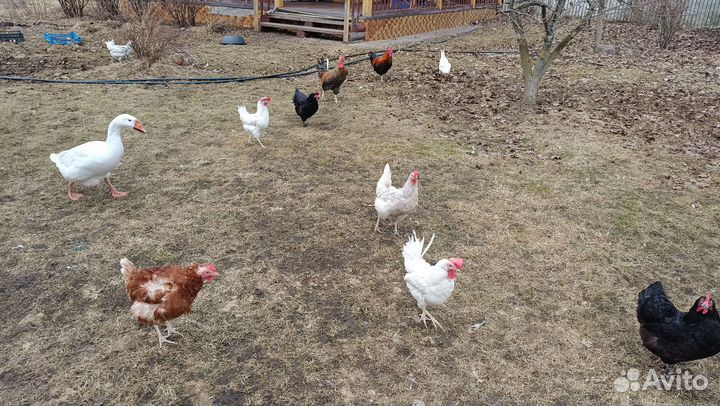 Яйцо гусиное, куриное для инкубации и еды