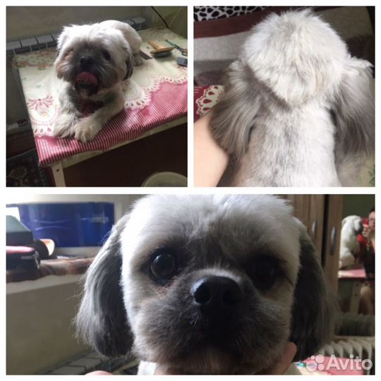 Стрижка кошек и собак