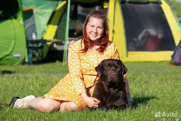 Хендлер СПб, выставки собак, занятия, подготовка)