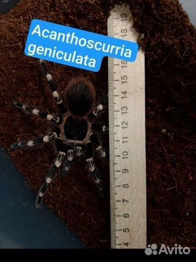 Паук птицеед (Самцы)