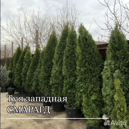 Туя западная смарагд