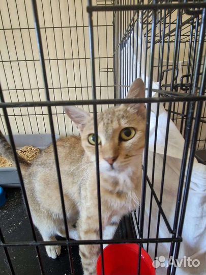 Малышка с сво ищет дом