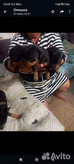 Карликовый пинчер цена 8000