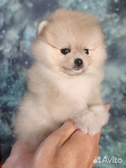 Мишки малышки