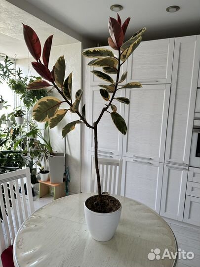 Фикус эластика тинеке