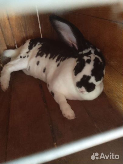 Кролики фб и Рэкс