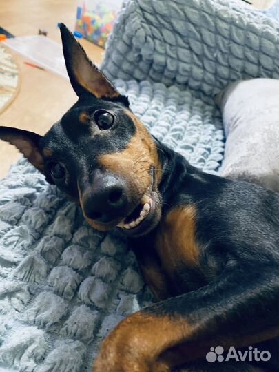 Собака и кот для съемок,фотосессий,модель