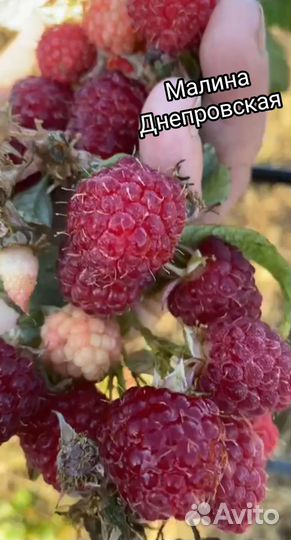 Саженцы малины ремонтантной и летней