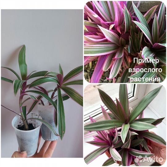 Цветы домашние,Традесканции,Плющи,Плектрантус