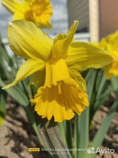 Многолетние цветы