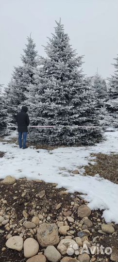 Голубые ели