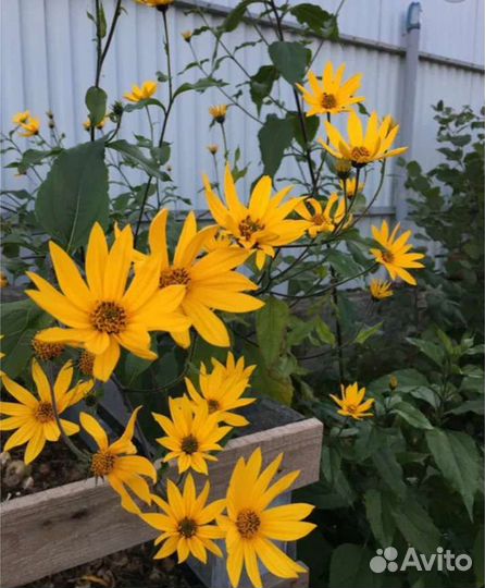 Клубни топинамбура рассада цветов