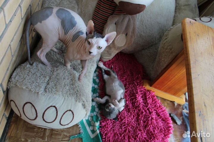 Сфинкс вязка