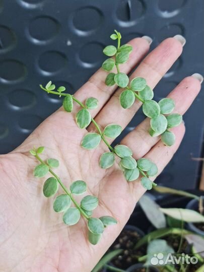 Дисхидия, церопегия