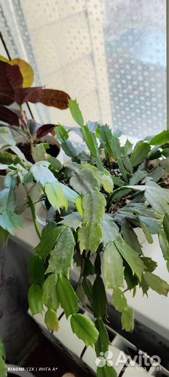 Декабрист шлюмбергера, зиго кактус