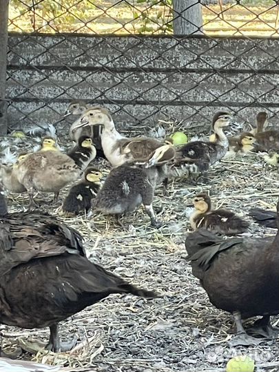 Индоутята,селезни и индоутки