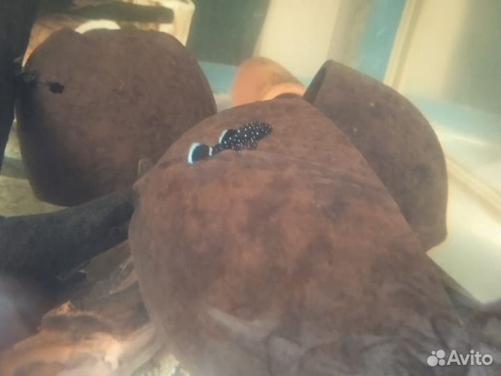 Номерные сомы L