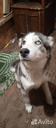 Хаски в добрые руки