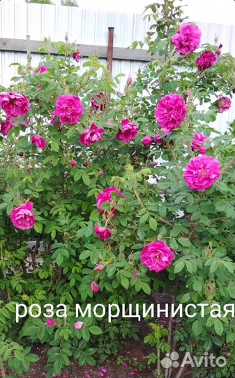 Цветы многолетки