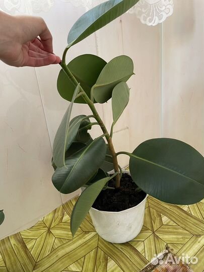 Фикус каучуконосный