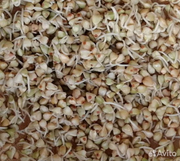 Гречка зелёная Алтайская, экологически чистая