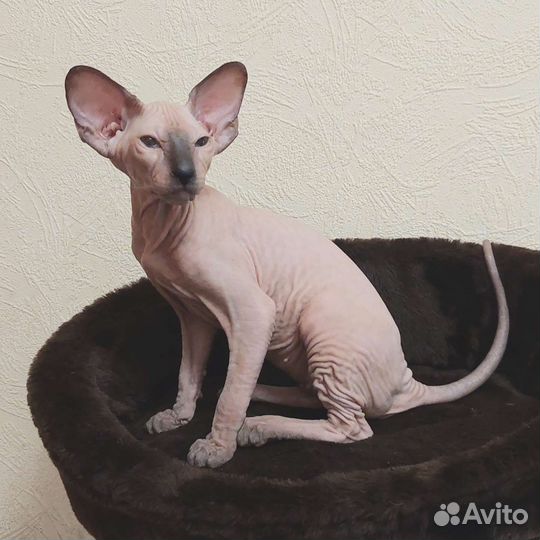 Котята петерболд