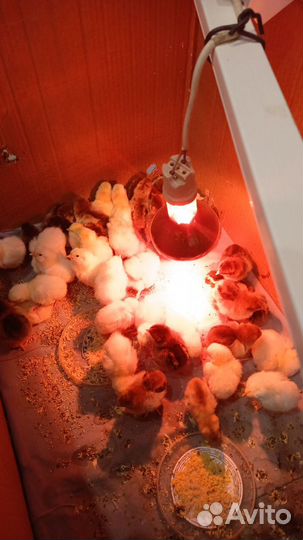 Цыплята, яйцо инкубационное