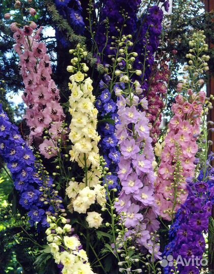 Дельфиниум (семена)