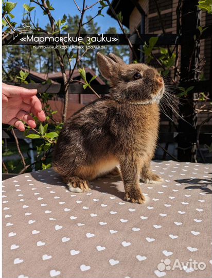 Карликовый кролик купить