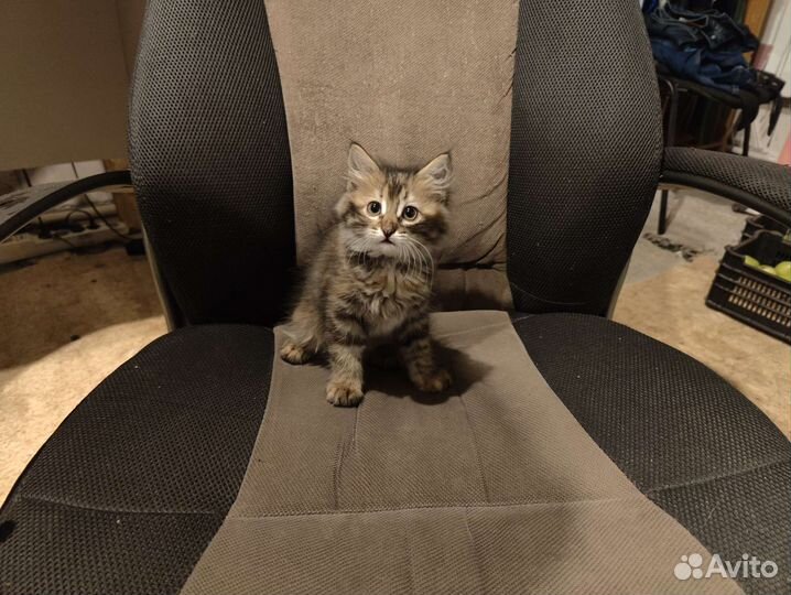 Котята бесплатно